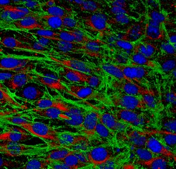 MilliporeSigma anti-Actin Clone: 2G2, 100&mu;L, Unlabeled:Antibodies, Monoclonal